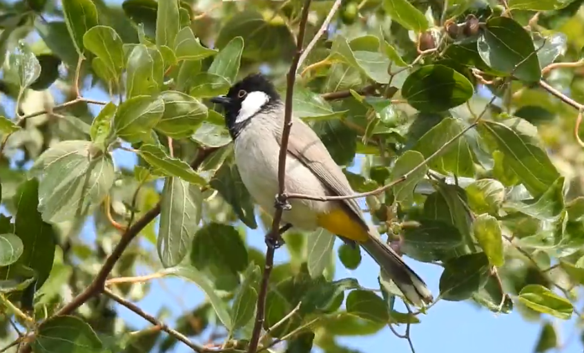 Billede af annoncen Irakiske bulbul