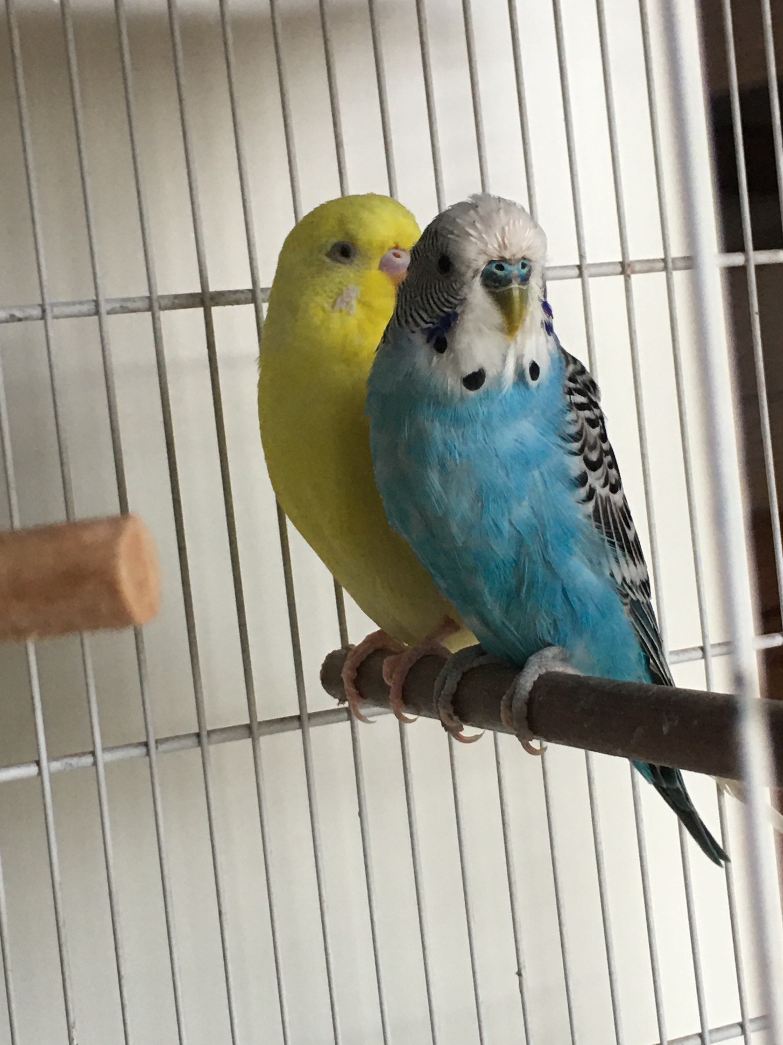 Billede af annoncen 1.1 Robino Rosella sælges